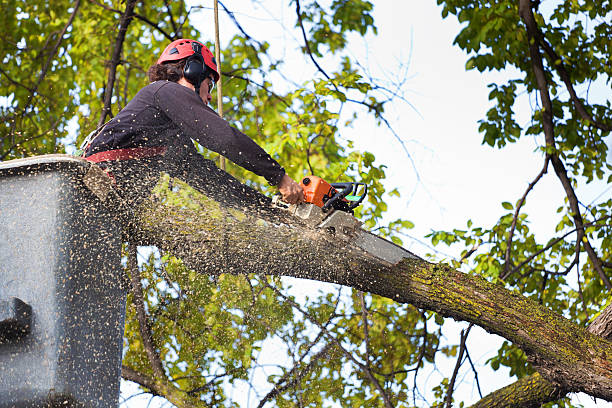 Best Best Tree Removal Services  in Redland, TX